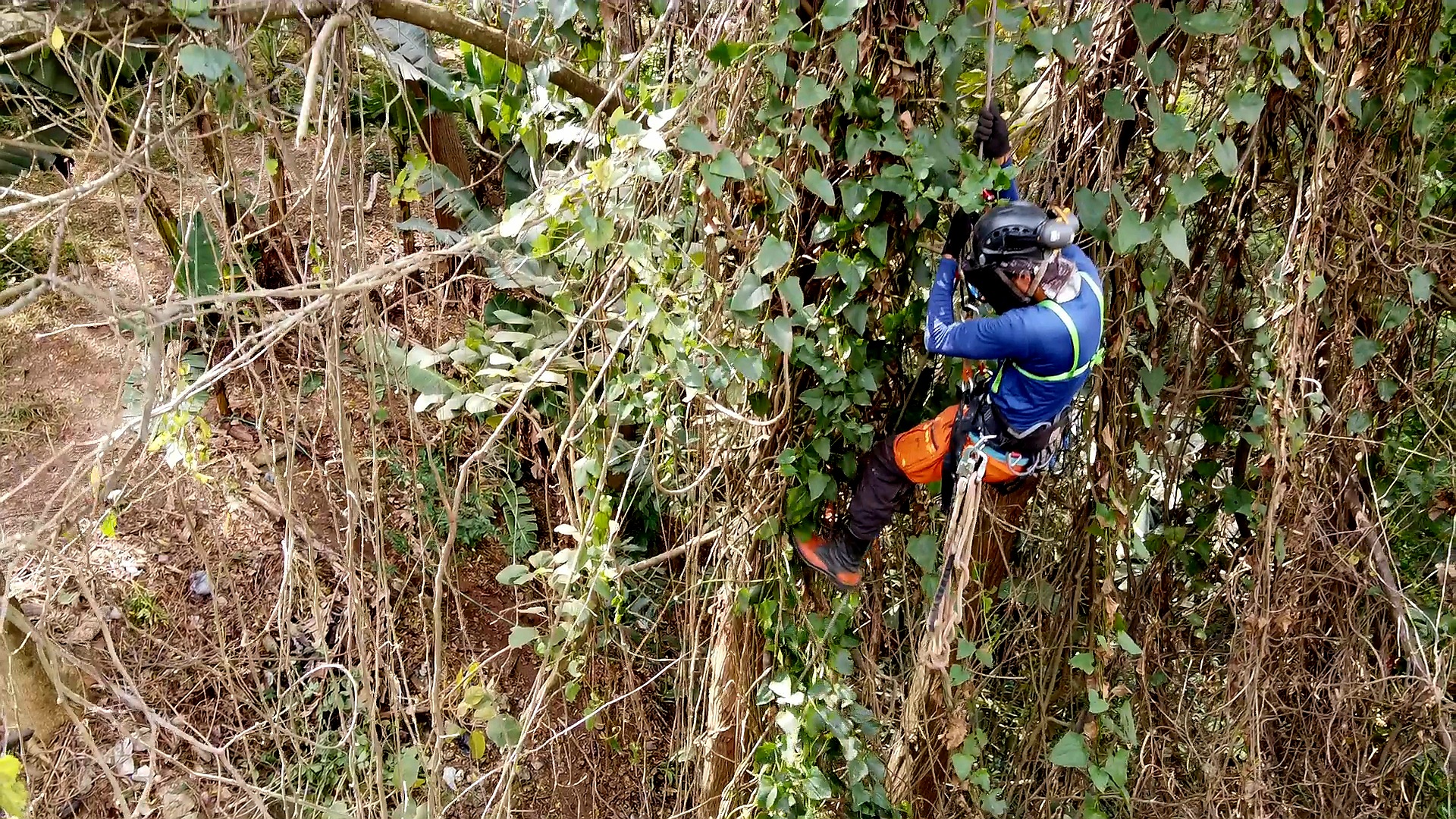 Manejo dos cipós invasores
